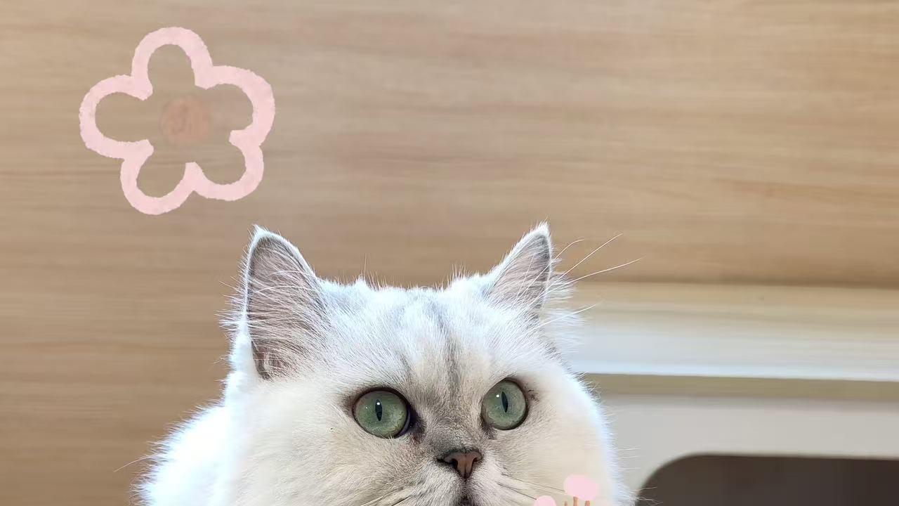 只想拍个猫，结果玩了一下午实况随心贴