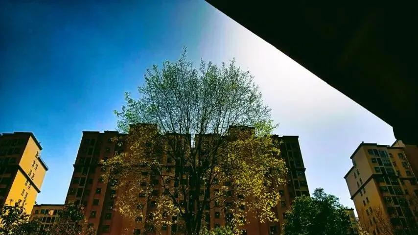 随笔：以花之名，愿与春天两相遂