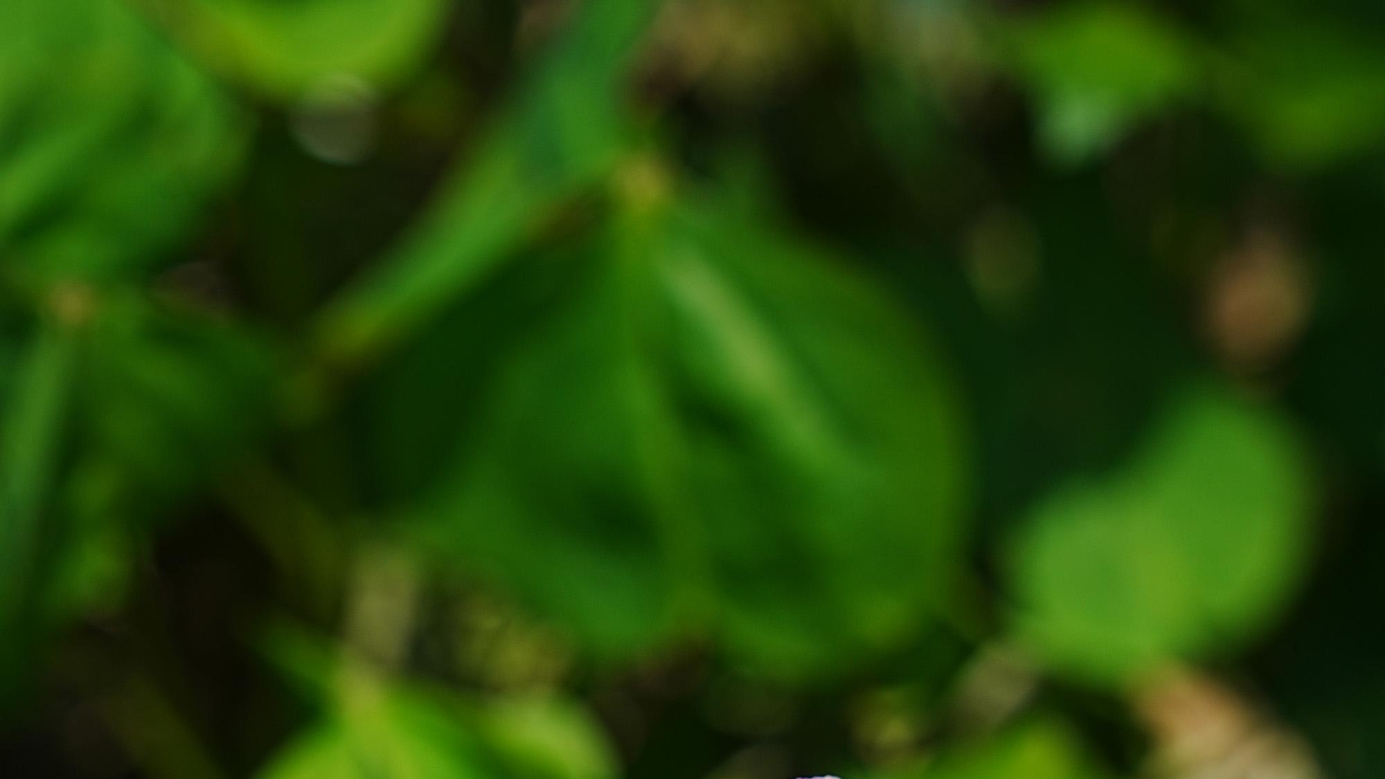 天眼下的鞭炮居然这么恐怖！