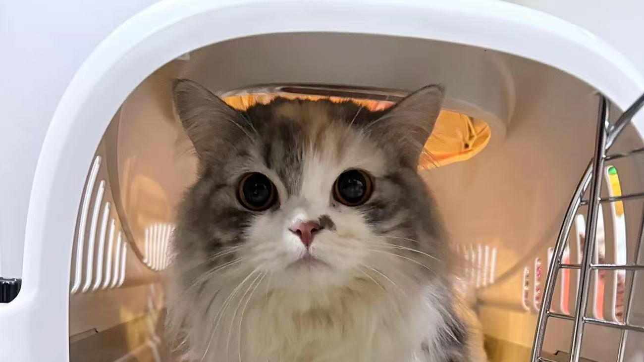 跨省长途搬家平台物流带宠物回家哪个顺风车平台好？带宠物回家哪个顺风车搬家平台物流平台便宜靠谱？