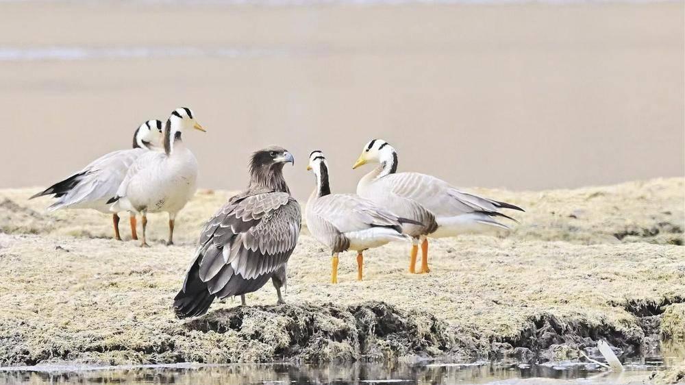 隆宝国家级自然保护区首现国家一级保护动物玉带海雕