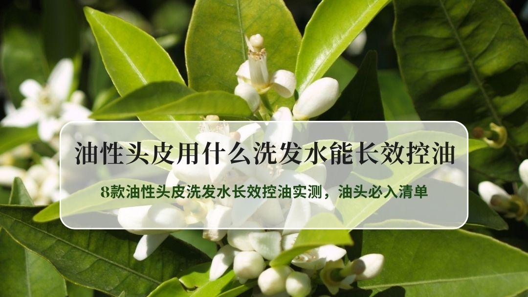 2026实力派控油洗发水排行榜！8款油性头皮洗发水长效控油实测，油头必入清单