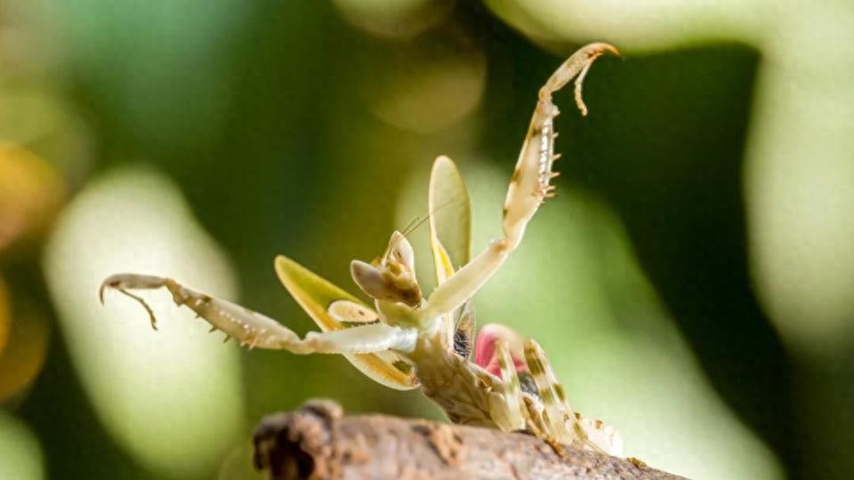 这朵花会功夫？蜜蜂：我就想采个蜜，怎么把命搭上了