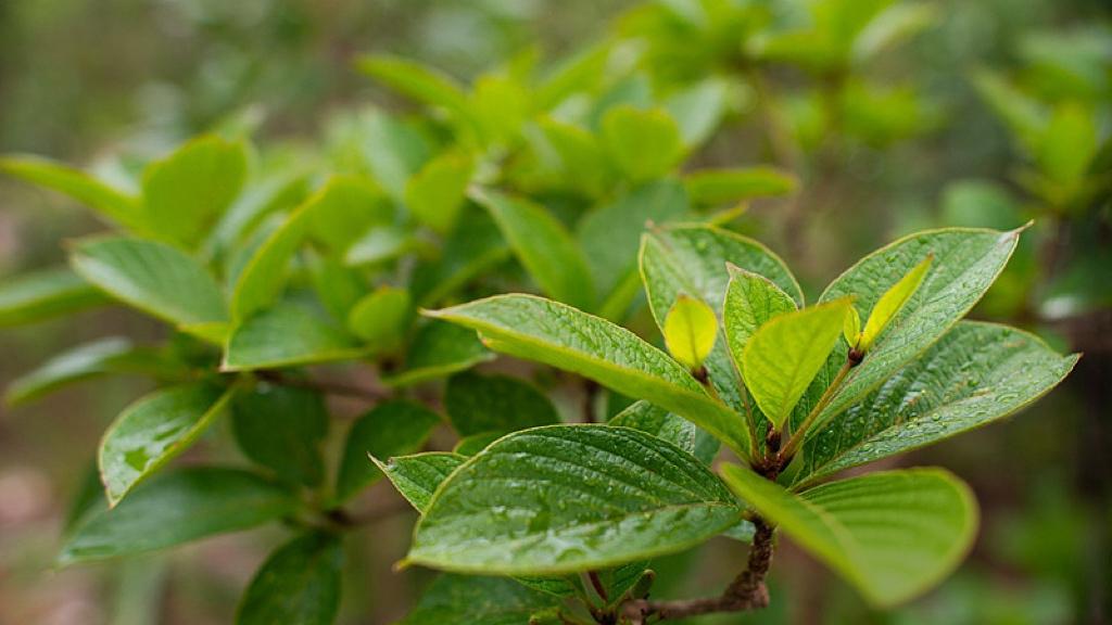 “数字冲动”正在透支未来