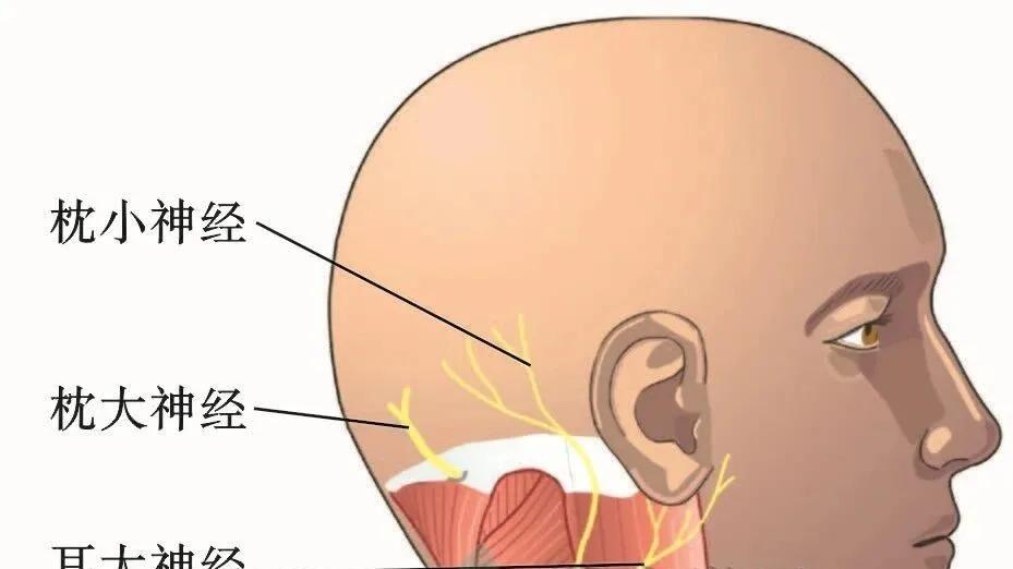 颈椎神经的超全详解与临床应用要点