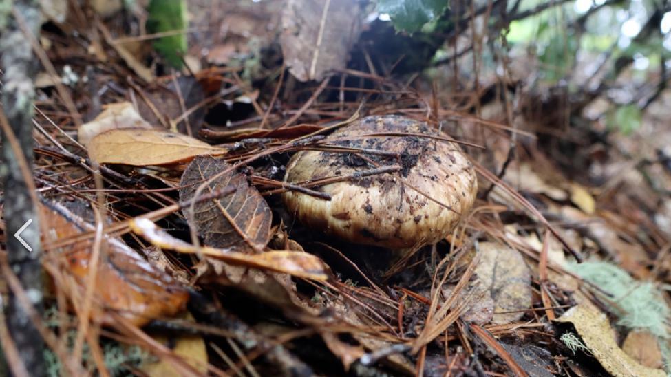 双链松茸多糖是什么？