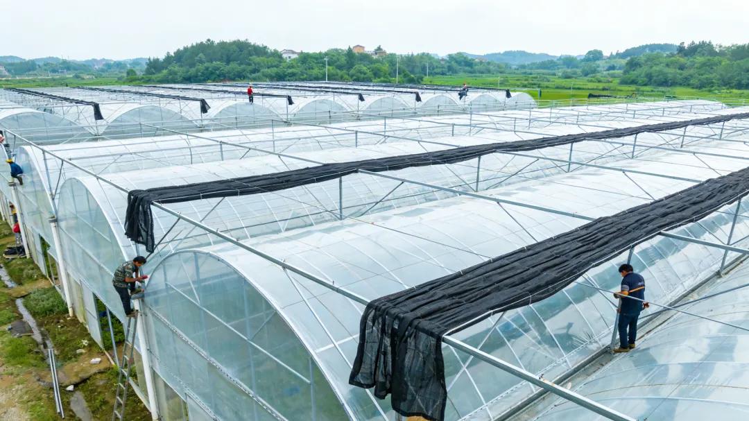 8430连栋温室大棚是如何施工的？技术解析从基础到覆盖的全流程把控！