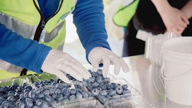 让蓝莓“酸甜度”看得见，朴朴花心思了