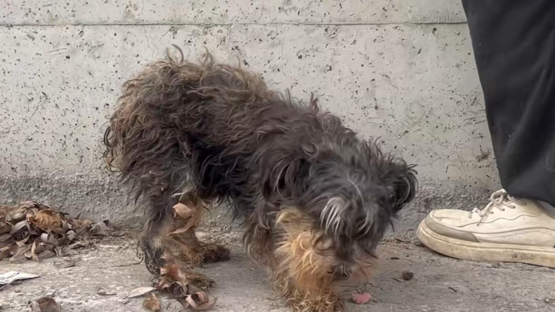 人类的食物那么多了，请不要因为口腹之欲，就将屠刀挥向毛孩子