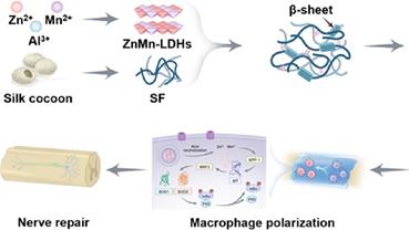 新型ZnMn-LDHs水凝膠在脊髓损傷修復中的應用與機製研讨