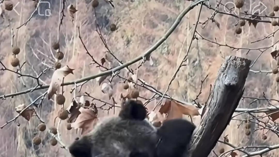 “全网最黑”大熊猫出道！网友：这是去偷袈裟了还是挖煤了？ 熊猫界“脏脏包”诞生记：苏锦崽为何黑到亲妈