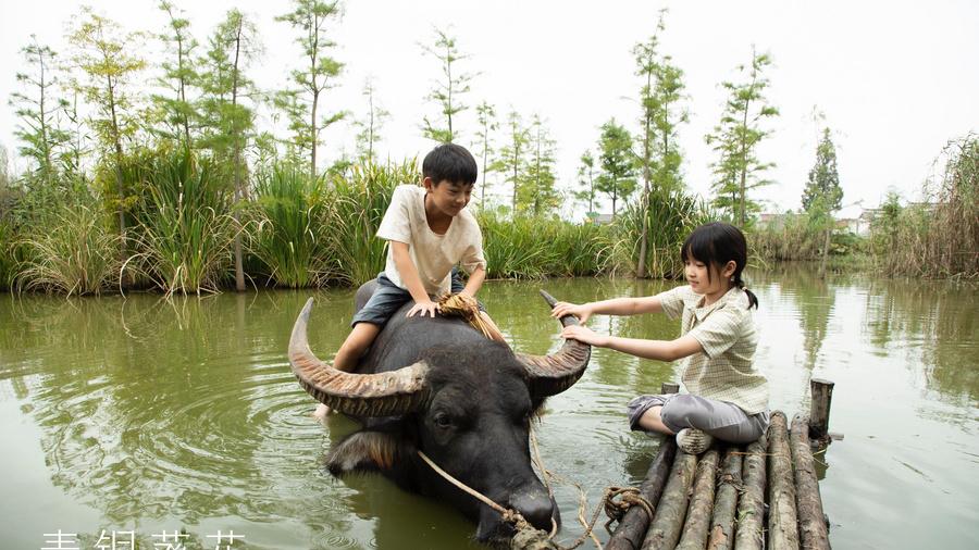 21年温暖陪伴，小说《青铜葵花》改编电影终登大银幕