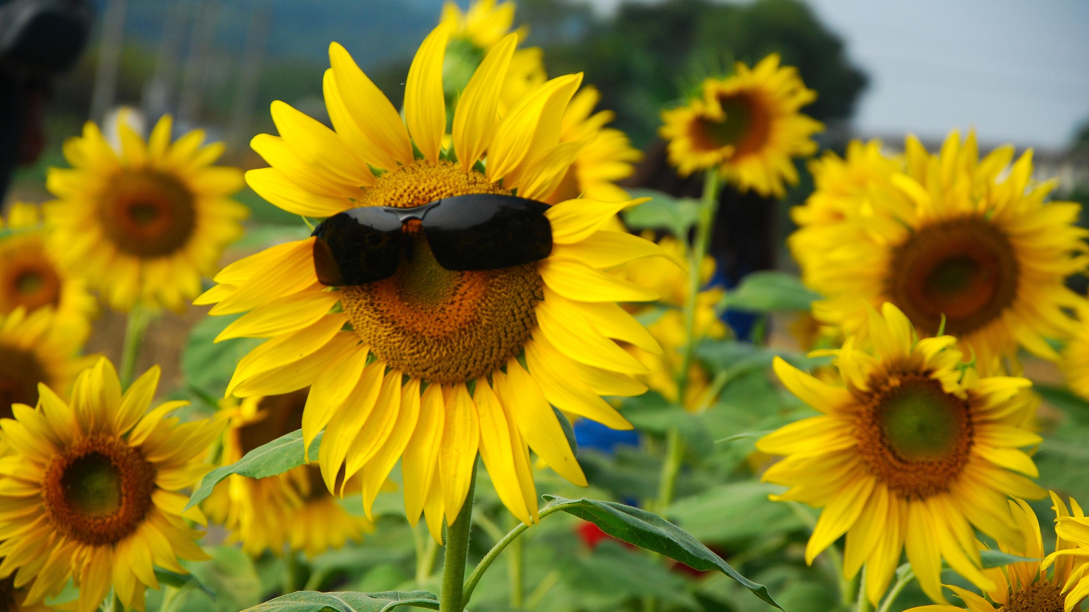 过渡期结束后，为什么还要“扶一把”？