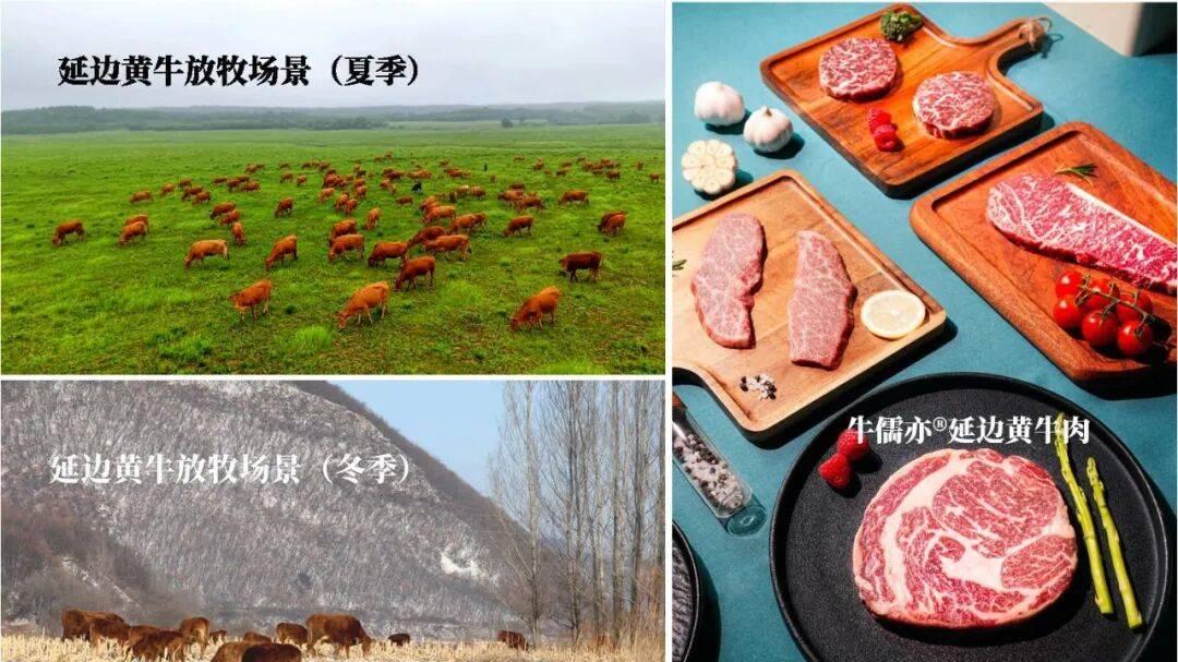 【全网首发&牛儒亦原创】中国延边黄牛是日本和牛的活体祖源