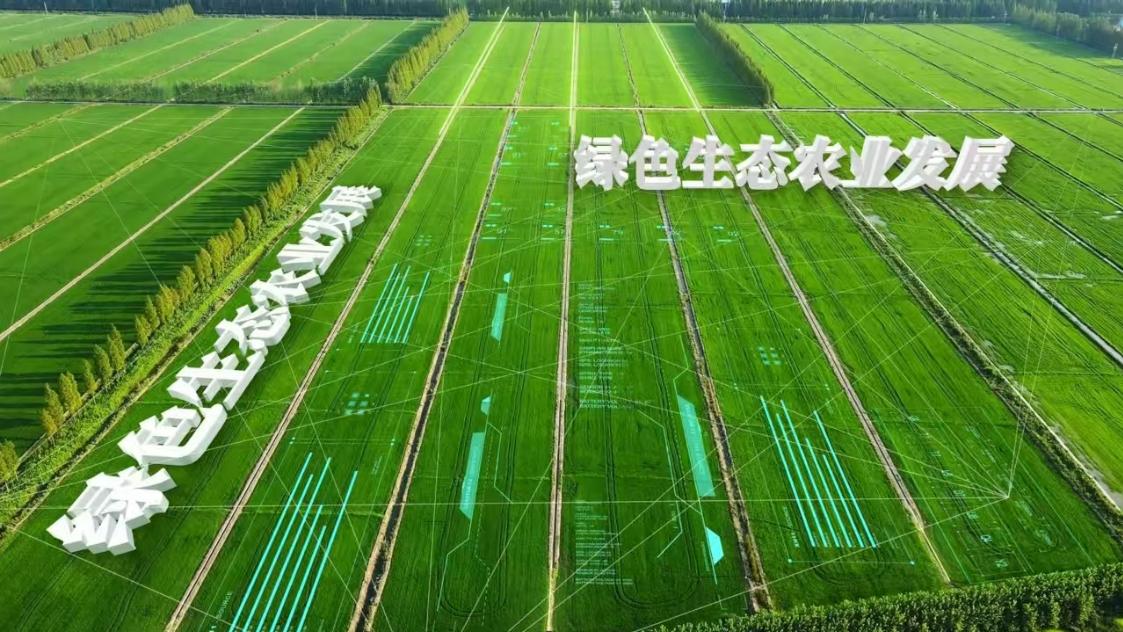 AI赋能，兵团第八师石河子市打造玉米产业高质量发展新引擎