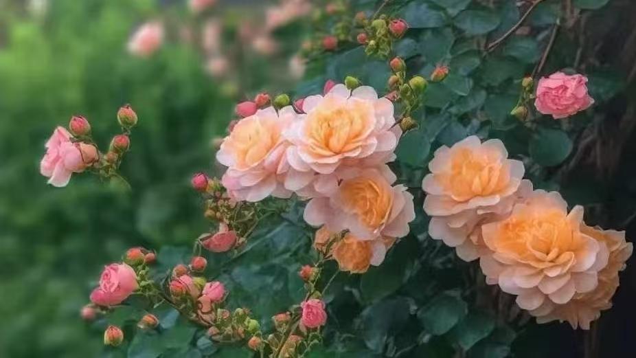 丞相, 汉武帝时期的高危职业之四: 赵周之死