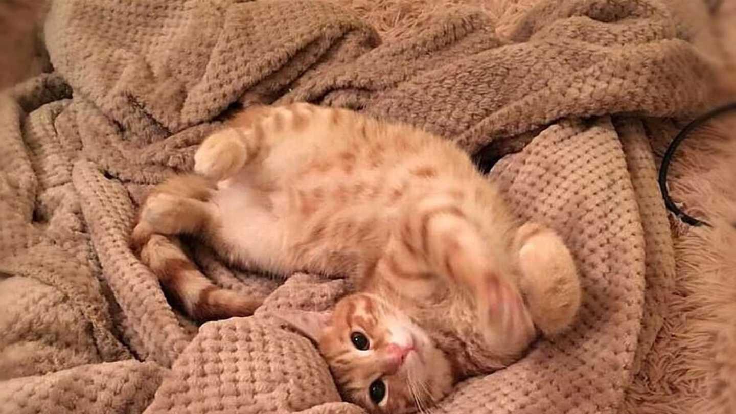 什么牌子的猫粮比较好？38节值得买十大放心猫粮国产名单最新出炉