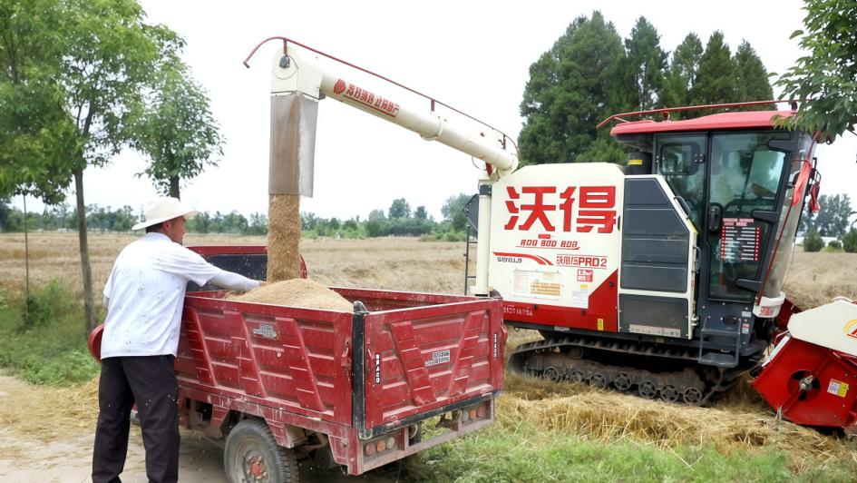 息县关店乡：雨过天晴抢收忙 9.7万亩小麦全面开镰