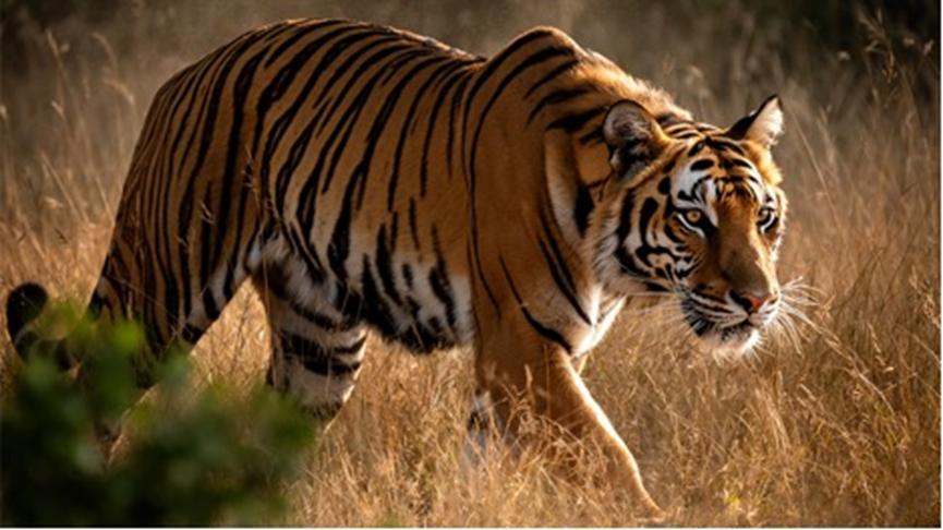 FLUX.2提升图形生成质量！华硕显卡助能创意实现