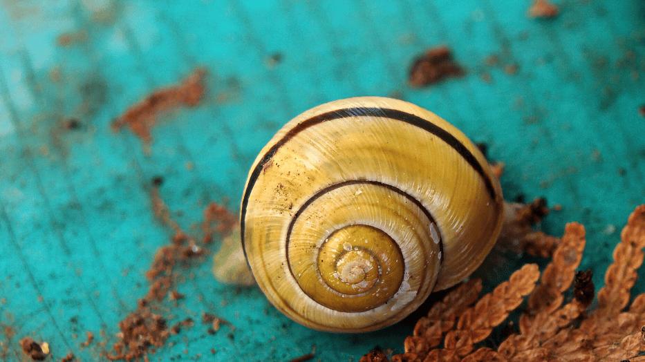 西班牙科研：贝壳搭配采矿废料造全回收铺路砖