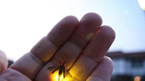 你最后一次看见萤火虫，很久远了吧？