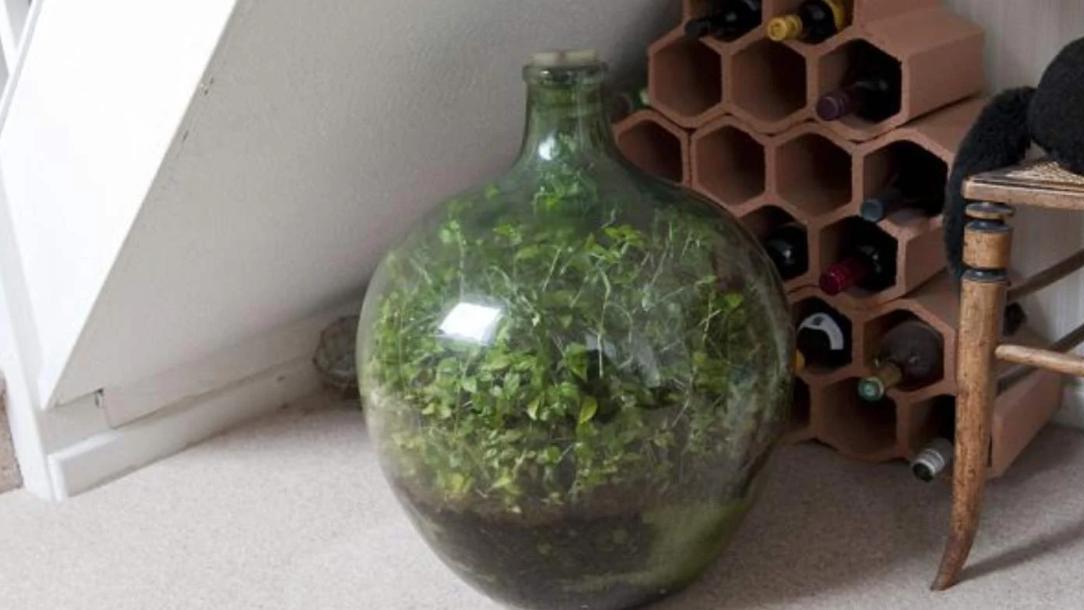 上世纪有人将一棵草种在密封玻璃瓶中，54年过去了，植物还在生长