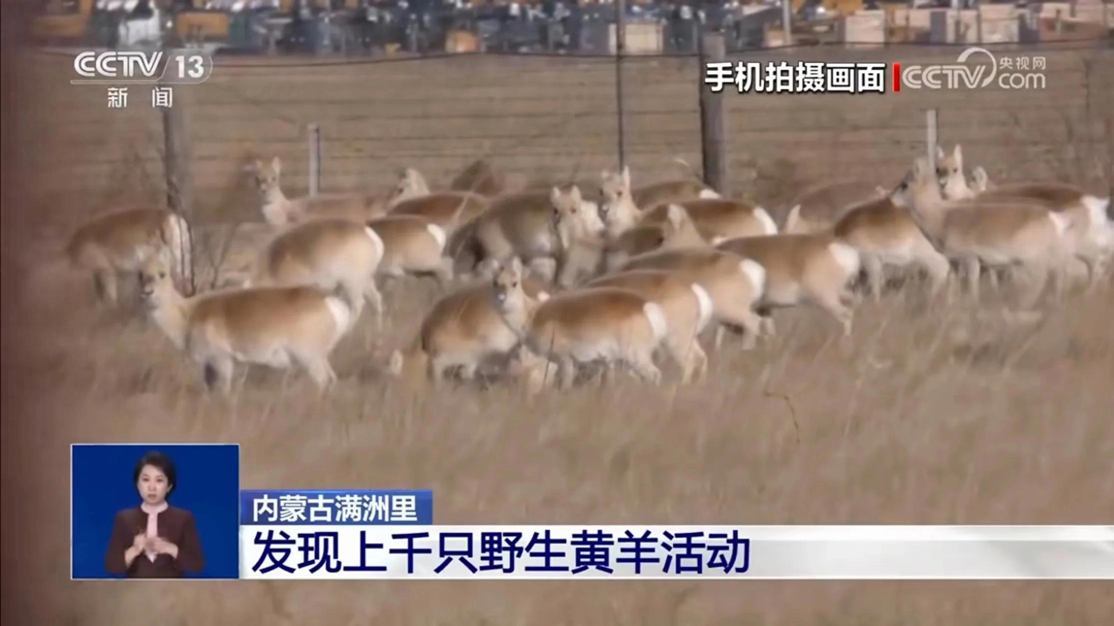 满洲里惊现“金色风暴”！别把黄羊当绵羊，它俩不是一个世界的！
