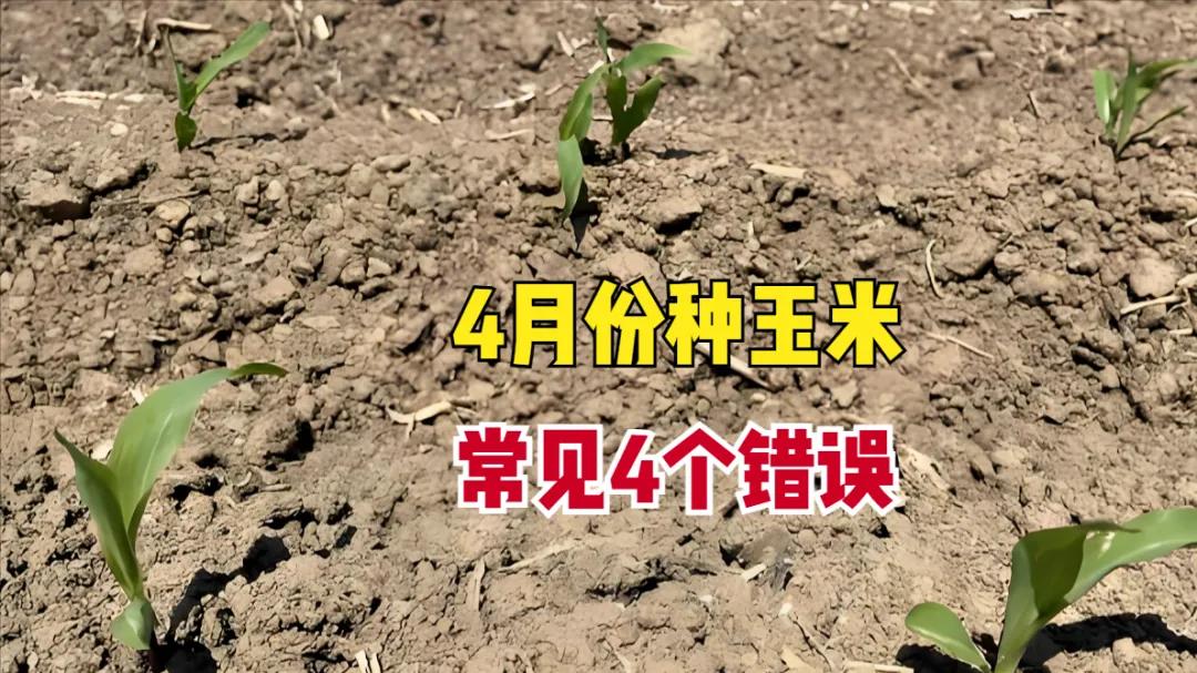 4月份播种春玉米，这4个错误“毁收成”，做错一件，少收几百斤