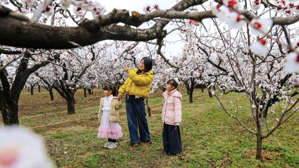 夏县庙前镇：“赏花经济”助推乡村振兴