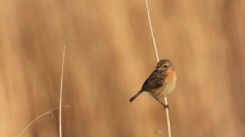 警惕京东家电“百亿双补”的冲击