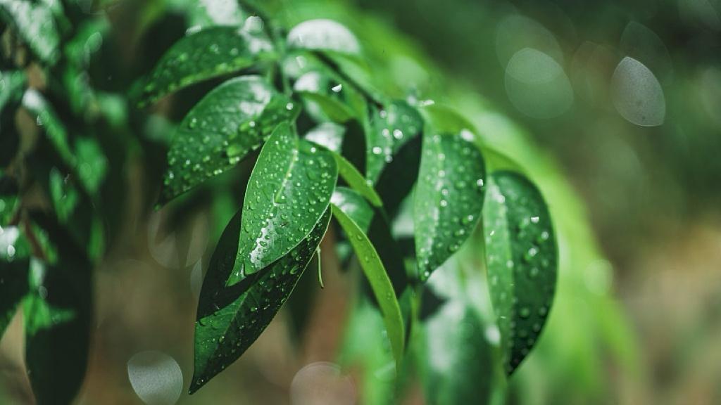 关税翻车后，谁在排队要钱？