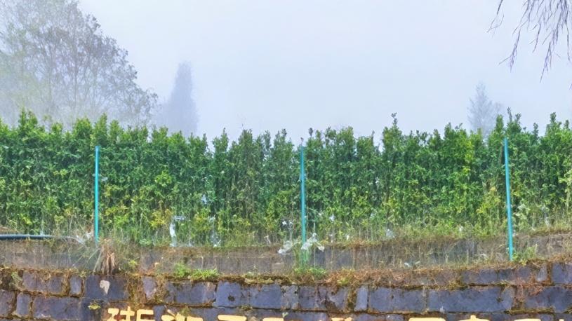 浙江丽水5A级云和梯田景区，去过最难忘的景区！