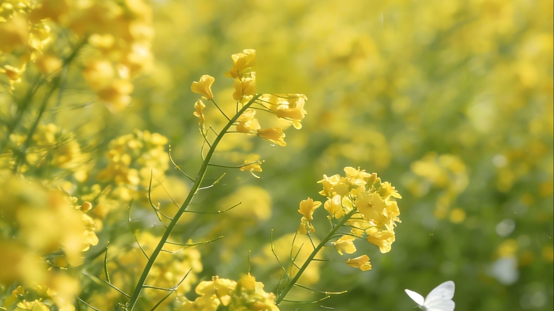 别再以为能说会道就是情商高，这30条才是真相