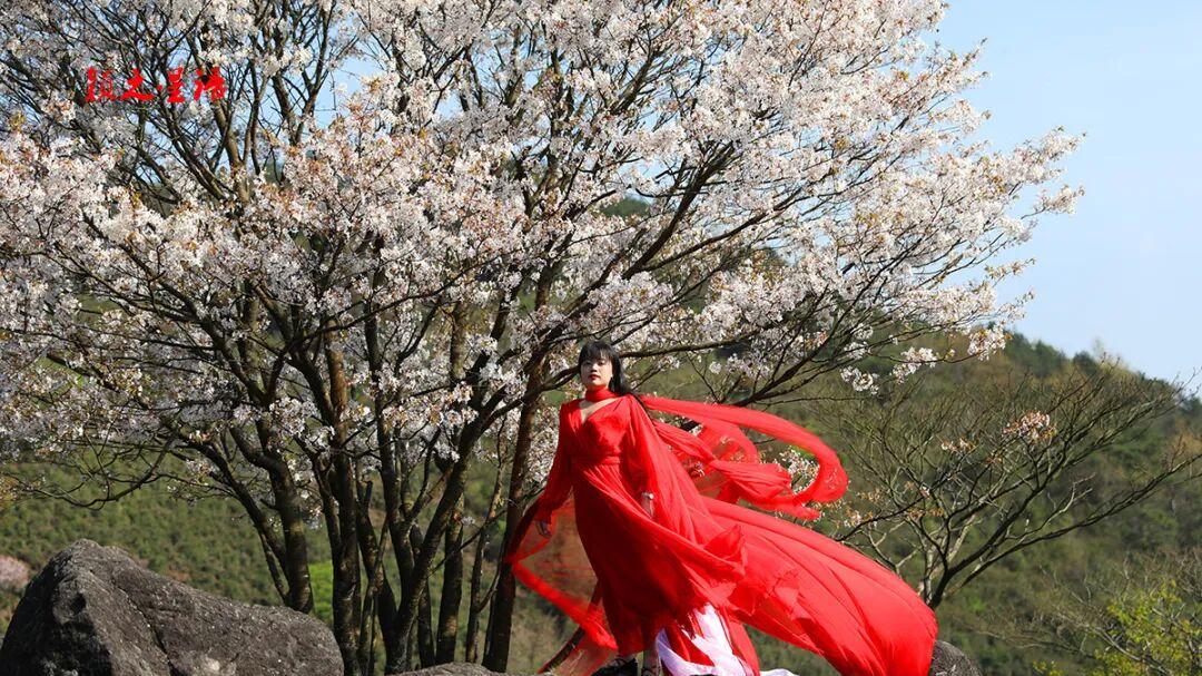 嵊州冷水孔，红粉佳人樱绚烂，赏樱网红地