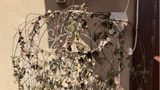 早春风车茉莉别乱剪！一刀剪错，今年花量直接腰斩