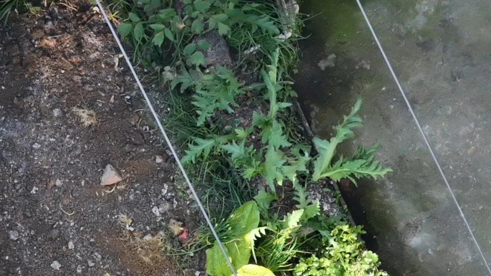 一株都别想！新蒲公安 “空陆联查”非法种毒