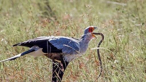 只用一脚就能踩爆眼镜蛇的头，这种鸟到底什么来头？