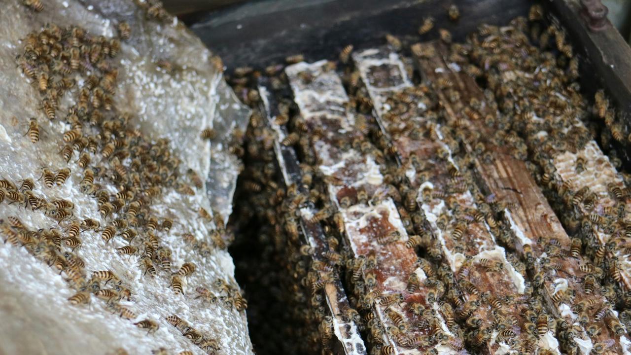 取蜜后"调脾平衡术"：蜂脾相称掐分蜂，空间刚好蜂不闹，全年稳产不用愁！