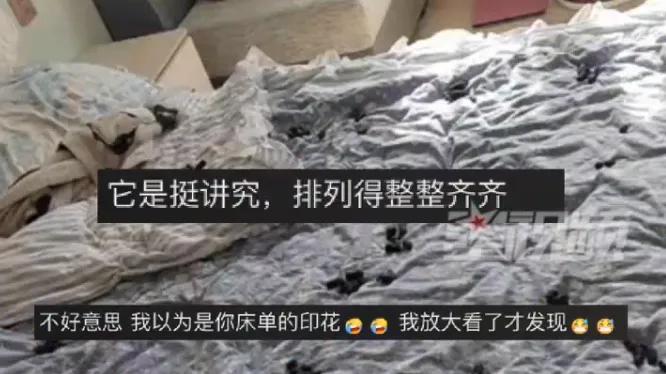 离家26天不管猫，回来只配拥有一床“屎画”？网友：猫没饿死已经是奇迹，你居然还好意思笑？