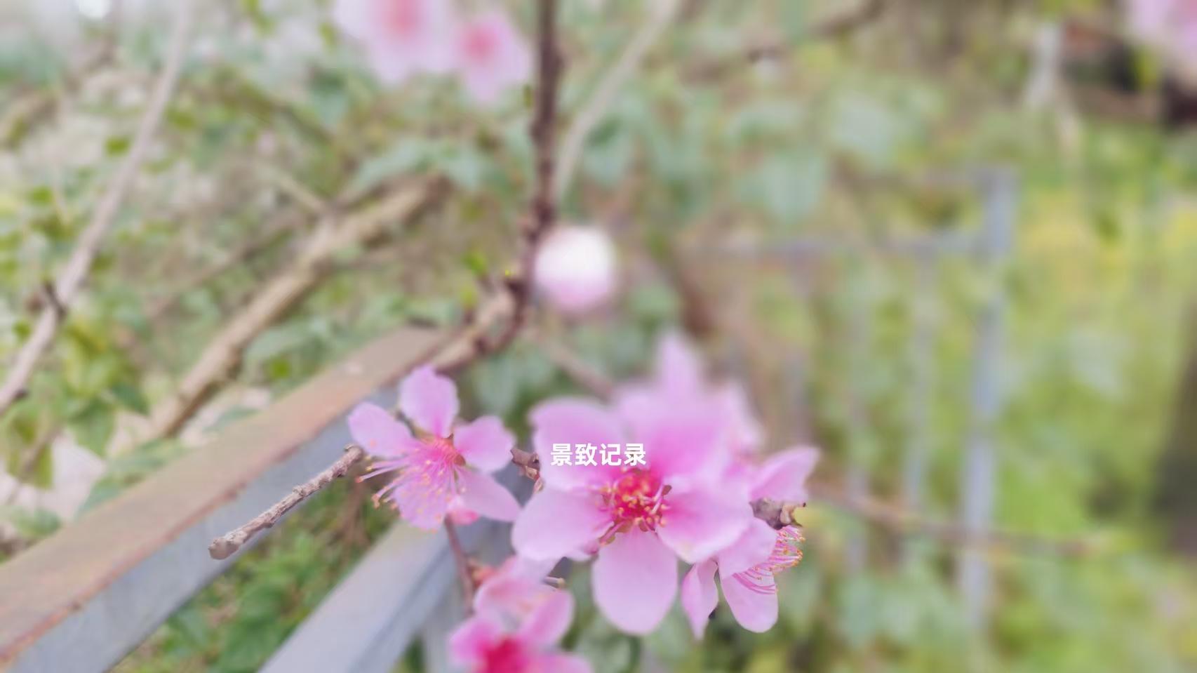景致记录：狄更斯美国游，听说有人要棒打鸳鸯，建议其先写好遗嘱