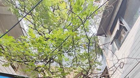 临渭区：时光深处的“护庄槐”