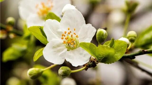 在春天（诗2首）| 顾世如