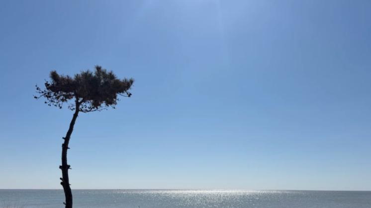 朝暮潮汐流转，松林海风绵长，读懂银滩的自然诗意