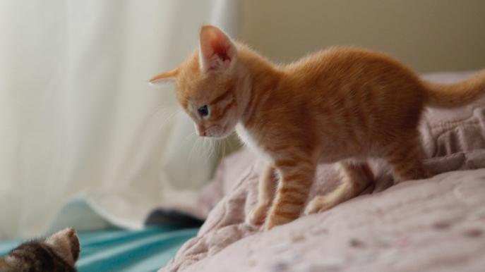 猫主食罐头的挑选要点是什么？希喂猫罐头对比顽皮、麦富迪。