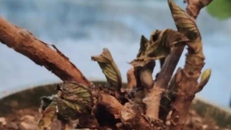 早春绣球发芽了还能换盆吗？千万别踩这3个坑！