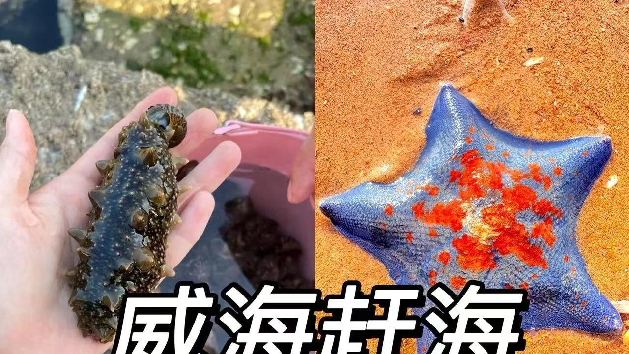 威海旅行赶海篇，附超详细赶海秘籍