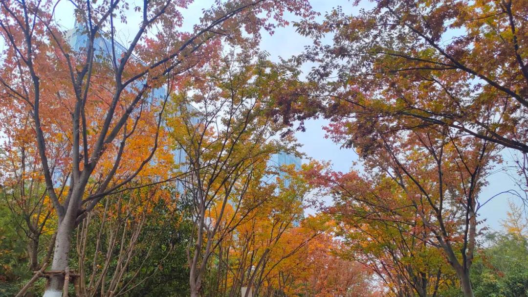 西安2宗约81亩地出让！幸福林带板块再供地！