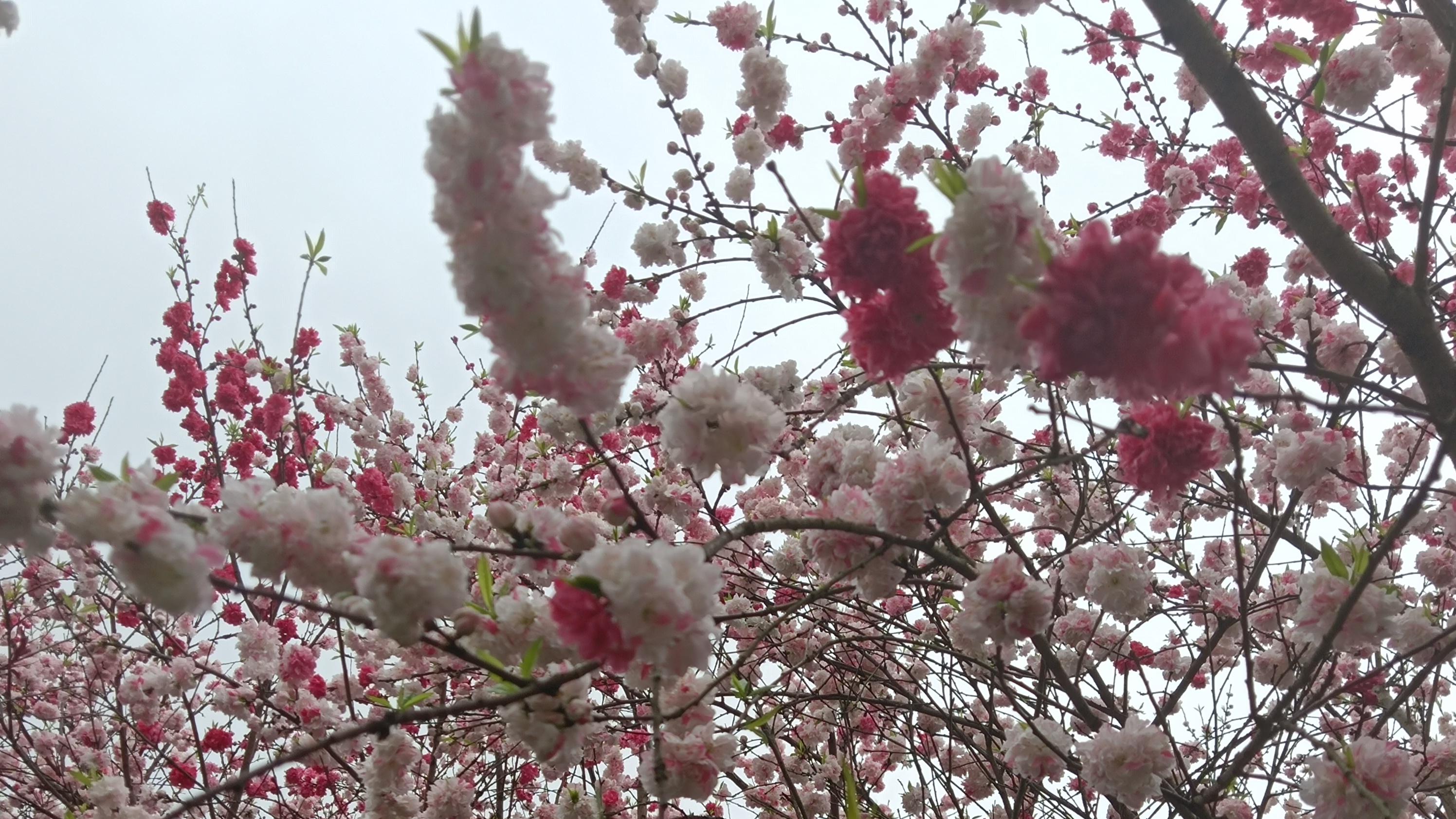 一棵风情万种的树