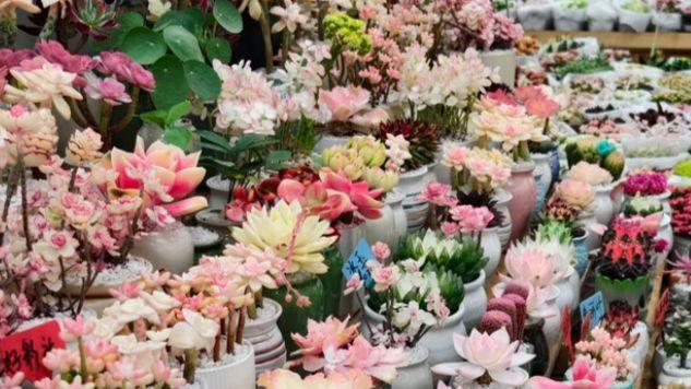 逛五月斗南花市，沉浸式徜徉鲜花海洋