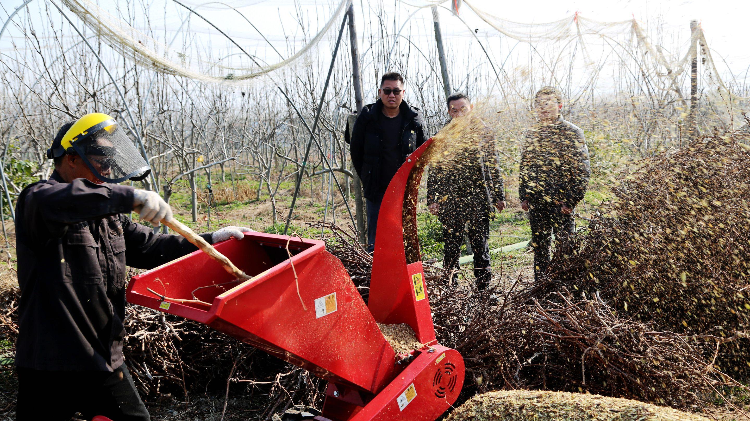 阳新：果树枝条“变身”农田营养餐